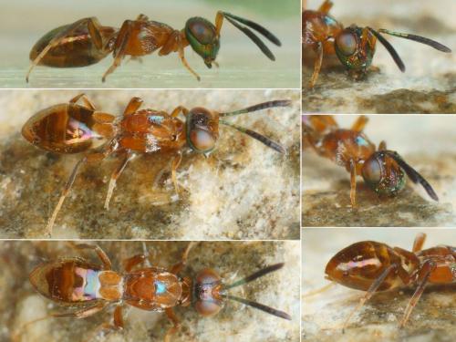 Anastatus sp.
